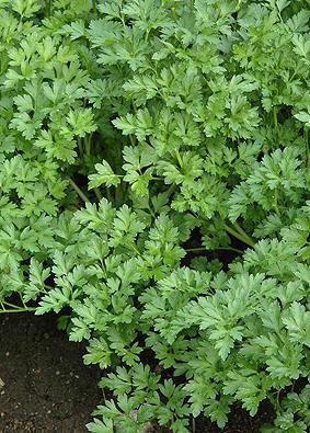 10. Petroselinum crispum Family Norwegian Hungarian English Apiaceae Persille Petrezselyem Parsley Photo: Zsanett Hajdú Photo : Rolv Hjelmstad 10.