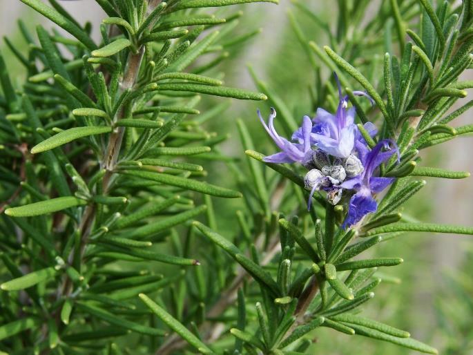 12. Rosmarinus officinalis Family Norwegian Hungarian English Lamiaceae Rosmarin Rozmaring Rosemary Photo: www.thepoisondiaries.tumblr.com Photo : Rolv Hjelmstad 12.