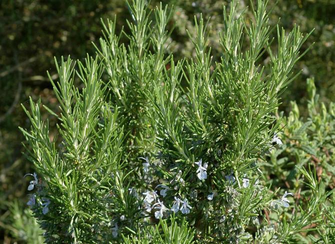 Romerne kalte planten "ros marinus", som oversatt til norsk betyr "havets dugg", og viser til det dugglignende utseendet på de lyseblå blomstene når planten ses på litt avstand.