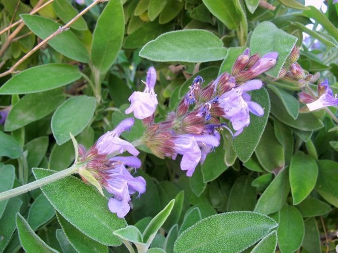 13. Salvia officinalis Family Norwegian Hungarian English Lamiaceae Salvie Zsálya Sage Photo: www.floristtaxonomy.com Photo : Rolv Hjelmstad 13.