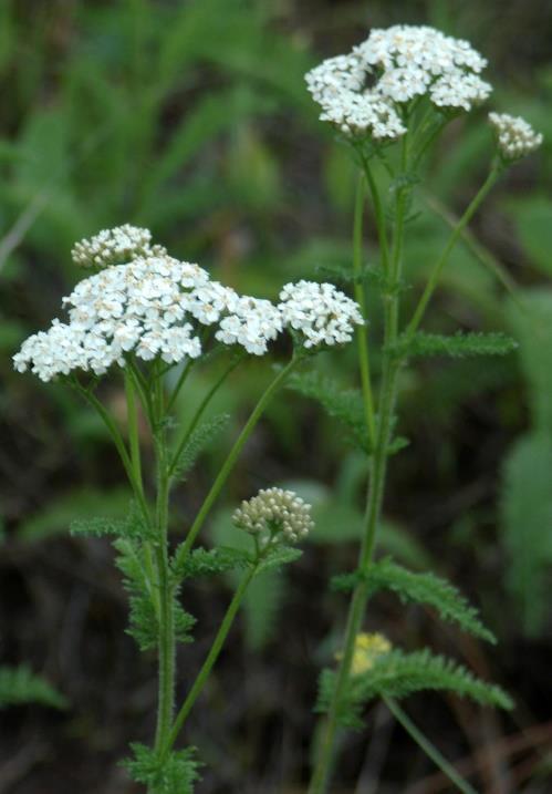 1. Achillea millefolium Family Norwegian Hungarian English Asteraceae Ryllik Cickafark Yarrow Photo: Zsanett Hajdú Photo : Rolv Hjelmstad 1.