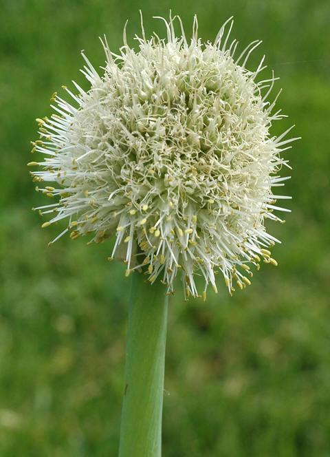 2. Allium fistulosum Family Norwegian Hungarian English Amaryllidaceae Pipeløk Sarjadékhagyma Welsh onion Photo : Rolv Hjelmstad Photo: Zsanett Hajdú 2.