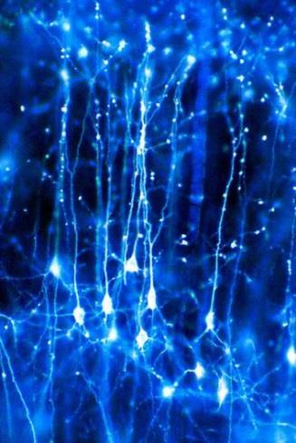 DBC=double bouquet cell; e- DBC=excitatory bitufted cell (putative); NGC=neurogliaform cell;