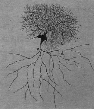 The role of glia A GLIA felfedezése 1859-1922, German surgeon 1894, Carl Ludwig Schleich vetette fel először