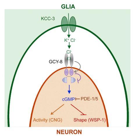 AFD = termoszenzoros neuron, az amphid 12 neuronjának egyike. Ezt is AMsh glia öleli körbe.