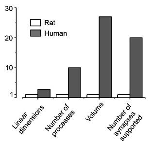 neuron: glia arány ~1:1 (1:10) ember 2-3:1 (1:1) rágcsálók 6:1 C.