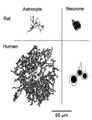 76 humán cortex klb szerzők humán asztrocita 2-3X nagyobb, 10X több nyúlványa van