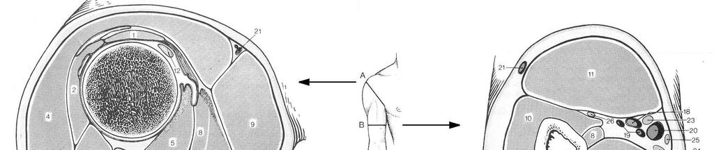 m. biceps brachii 20. v. basilica 3. m. teres minor 12. m. biceps brachii: caput longum 21. v. cephalica 4. m. deltoideus 13. m. biceps brachii: caput breve 22.
