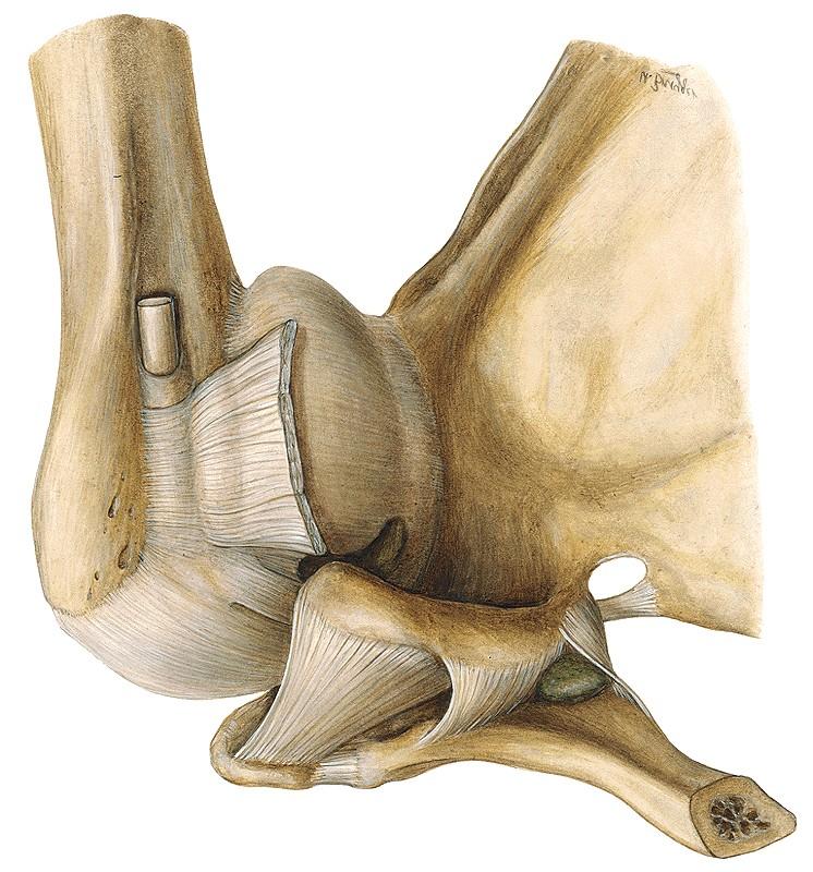 Ligamenta propria scapulae Lig.