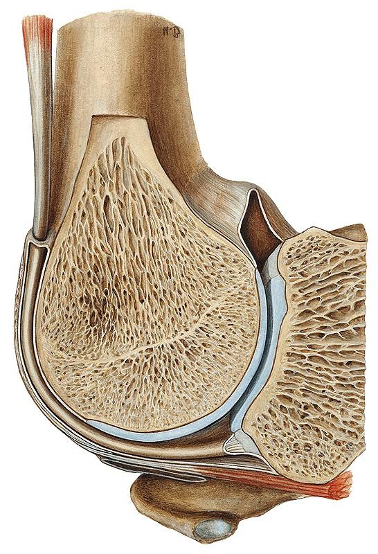 Tendo capitis longi m. bicipitis brachii Articulatio humeri Lig. coracohumerale Bursa subacromialis Ízület speciális ill.