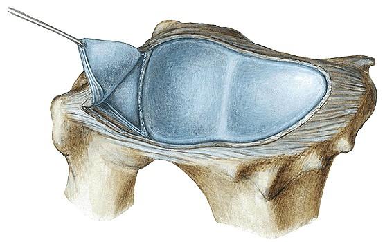 Articulatio radiocarpalis Ízesül csontok ill.