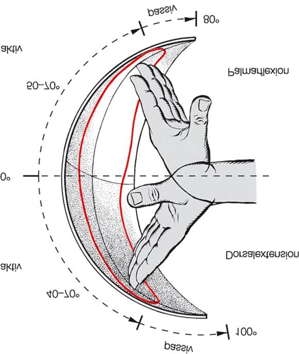 Ízület morfológiai/funkcionális típusa: Articulatio ellipsoidea Ízület mozgáslehet ségei: 1.