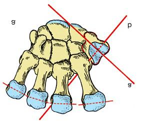 Articulationes carpometacarpales Ízület morfológiai/funkcionális típusa: Amphiarthrosis Ízületi szalagok: Ligg. carpometacarpalia palmaria (pl. Lig. pisometacarpale) Ligg.