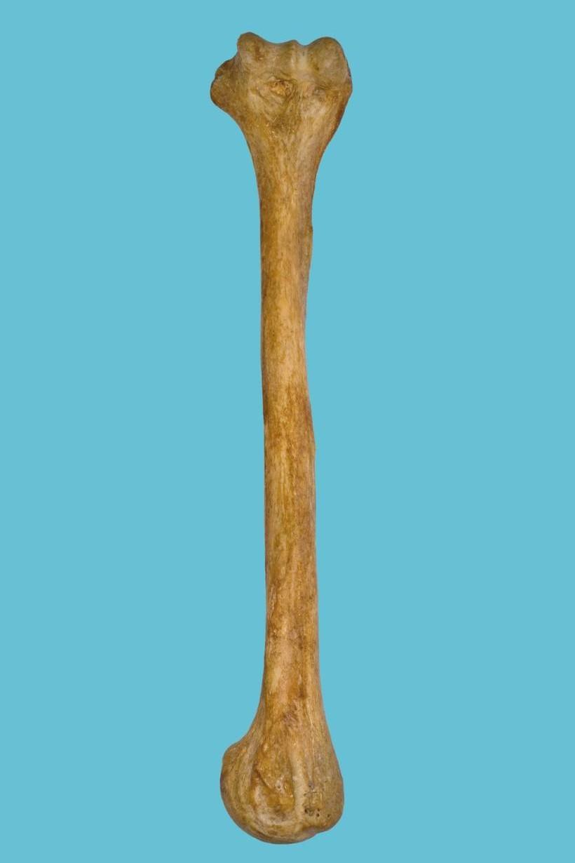 Humerus Epiphysis proximalis Tuberositas deltoidea L L Sulcus nervi