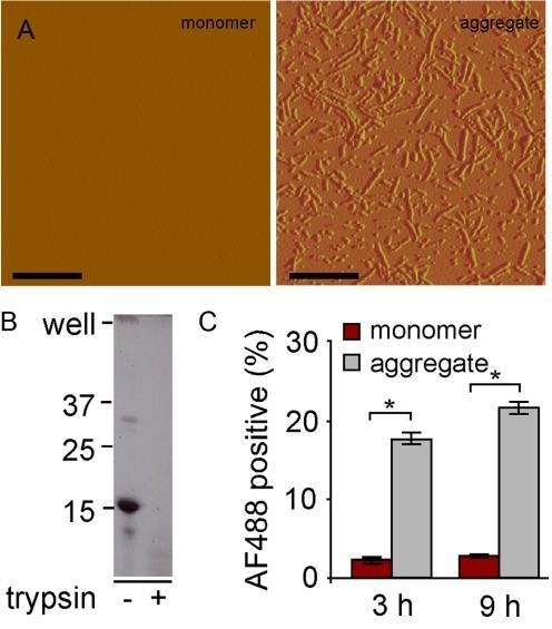 Propagation of Tau Misfolding from the Outside to the Inside of a Cell microtubulebinding region: MTBR C17.