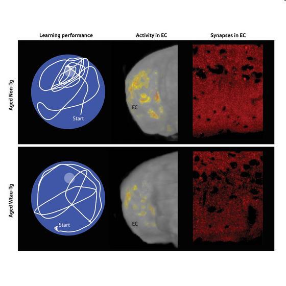 Tau-modellek mice subjected to cold water stress (CWS) was made by immunoblot analyses using phosphorylation-dependent antibodies directed to eight sites on tau known to be hyperphosphorylated in