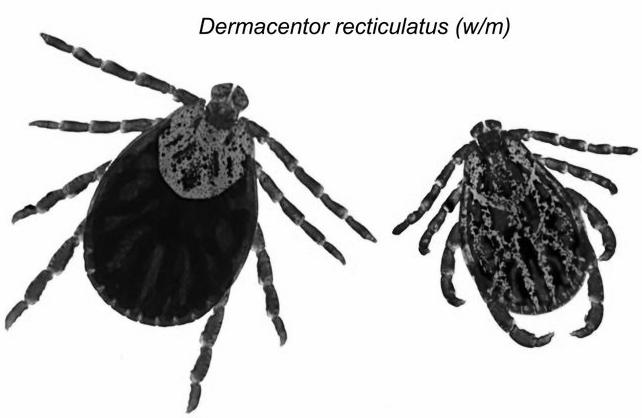 BABESIA A vérkenet vizsgálata során látható gyakoribb