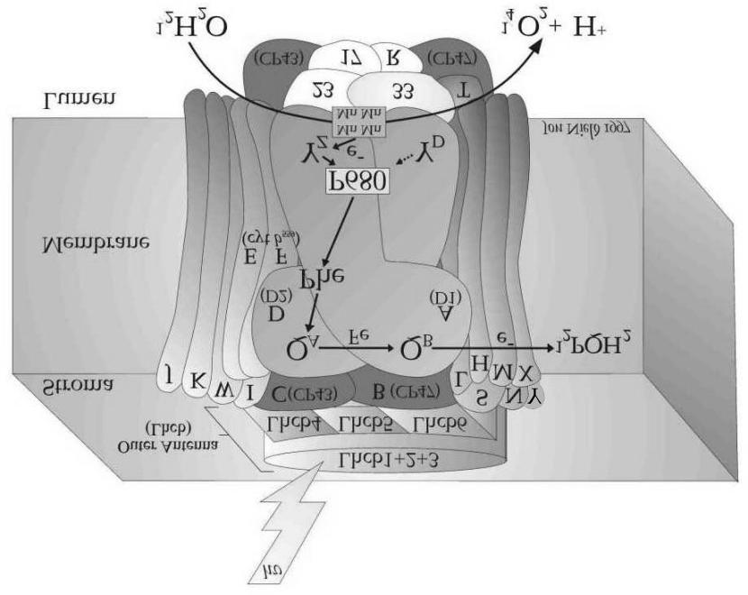 A fotoszintézis molekuláris biofizikája (Vass Imre, 2000) 28 5.2. ábra. A PSII protein szerkezetének sémája Barber és mtsai szerint.