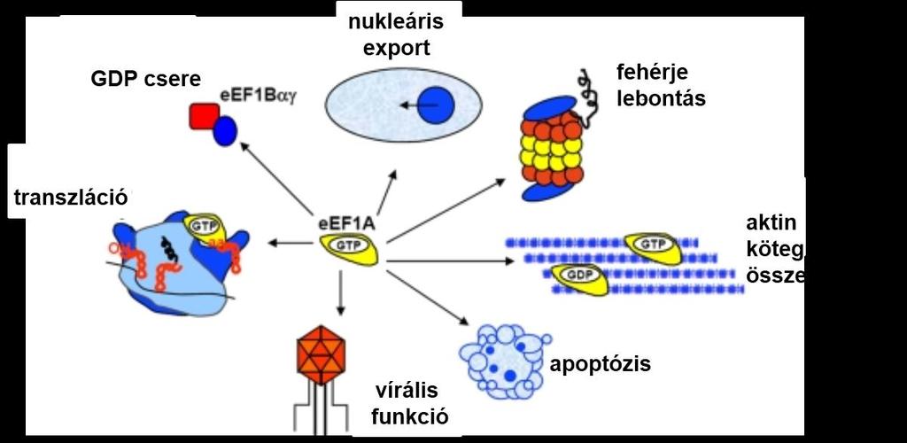 4.8. ábra. Az eef1a1 fehérje funkciói.