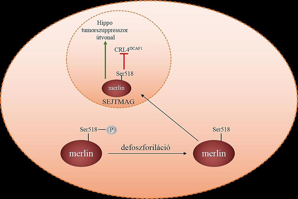4.10. ábra. A merlin tumorszuppresszor funkciót betöltő szerepének sematikus ábrája.
