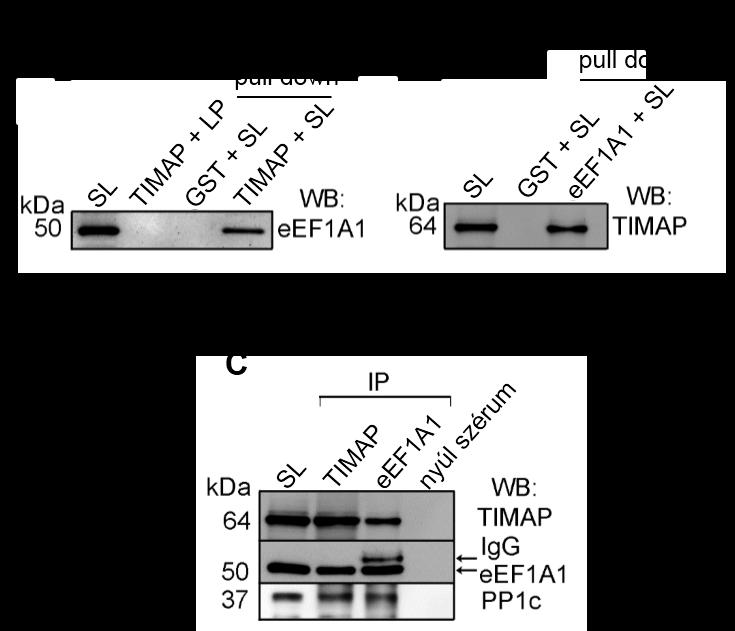 7.1. ábra. Az eef1a1 és TIMAP kölcsönhatásának detektálása endotél sejtekben.