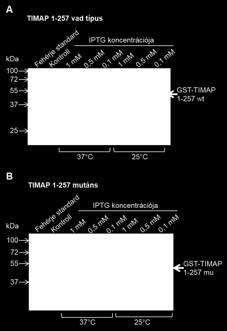 B: GST-TIMAP 1-257 wt optimalizásólása.