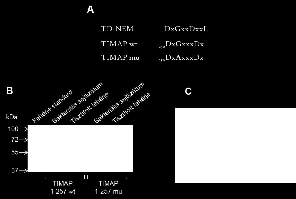 7.5. ábra. A TIMAP TD-NEM szerű motívumának szerepe az eef1a1 fehérjével való kölcsönhatásában.