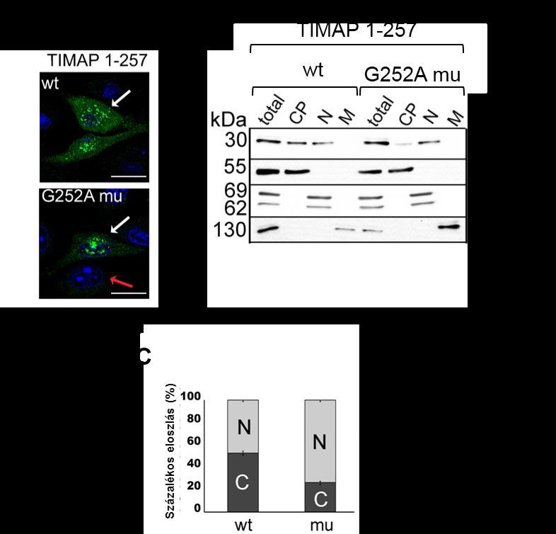 7.6. ábra. pcmv-myc-timap 1-257 vad típusú (wt) és G252A mutáns (mu) fehérje lokalizációja endotél sejtekben.