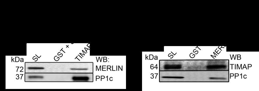 7.9. ábra. A merlin és a PP1c-TIMAP komplex kölcsönhatásának detektálása.
