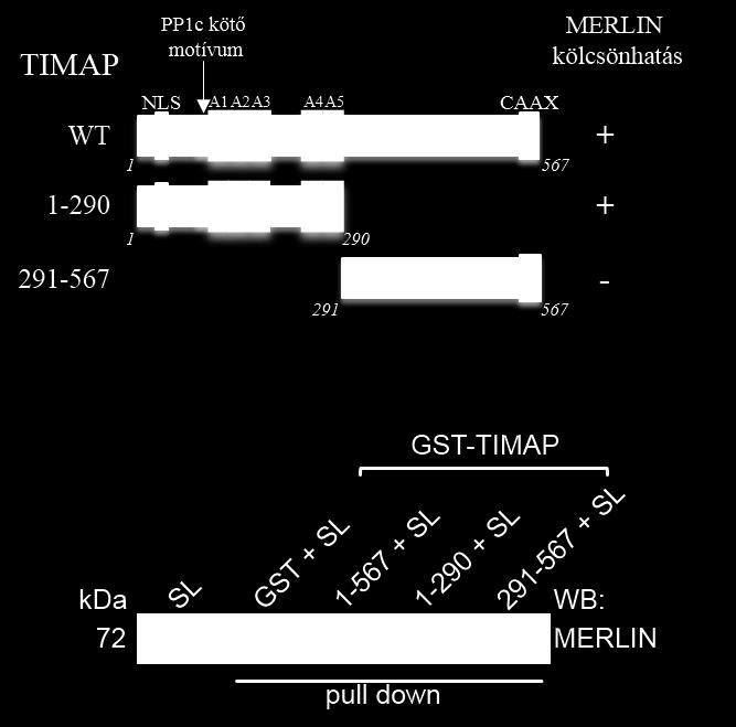 7.11. ábra. A TIMAP merlin kölcsönhatás feltérképezése. A fehérjék kölcsönható régióinak feltérképezésére vad típusú és rövidített TIMAP fehérjékkel pull down kísérletet végeztünk.