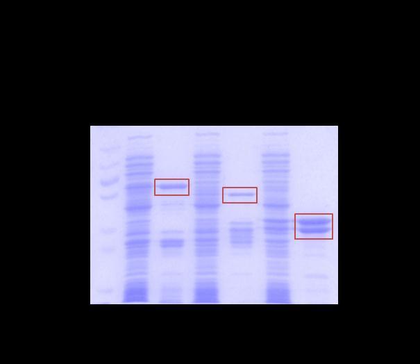 A sikeresen létrehozott plazmidokat E. coli BL21 (DE3) sejtekbe transzformáltuk, majd a fehérje termelést az Anyagok és módszerek fejezetben leírtak szerint optimalizáltuk.