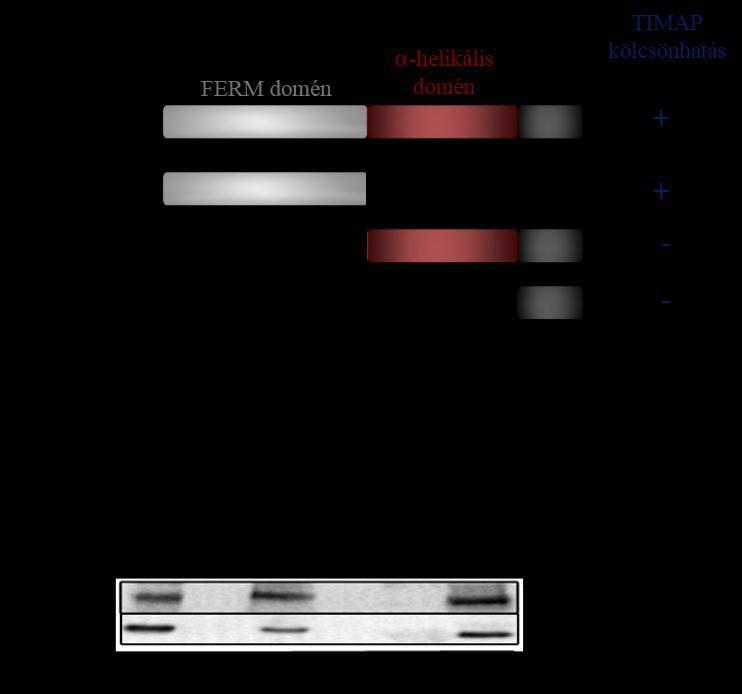 Ezt követően a GST-vel fúzionált FERM, -helikális és C-terminális merlin domén fragmentumokat pull down kísérletben vizsgáltuk (a merlin domén szerkezete sematikus ábrázolva a 7.14.