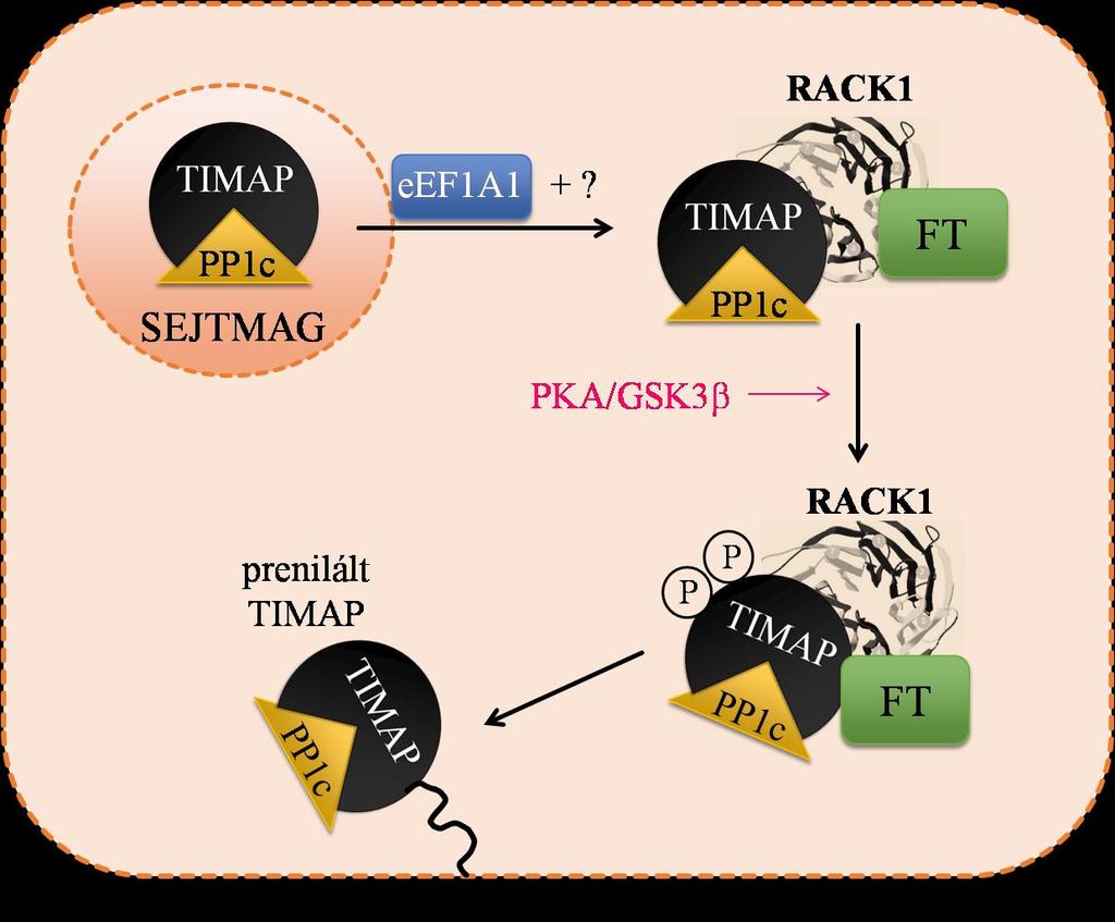 MYPT fehérjecsaládban konzerválódott aminosav). Ez alapján feltételezhető, hogy a MYPT család tagjai közül a TIMAP kizárólagos kölcsönható partnere az eef1a1 fehérjének.