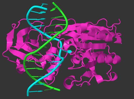 A HhaI metiltranszferáz a Haemophilus haemolyticus II. típusú restrikciós-modifikációs rendszerének tagja, 327 aminosavból épül fel.