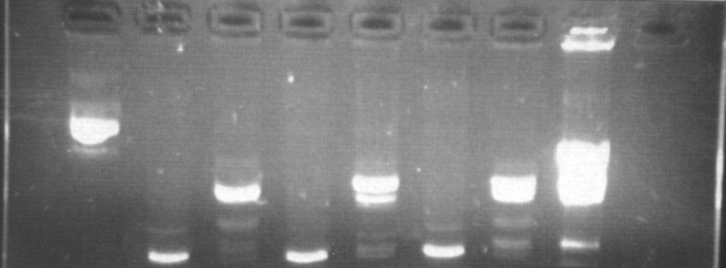 IV.2. A mutáns M.SinI gén jellemzése Az izolált plazmid (ptzsmut) nagyfokú rezisztenciát mutatott Cfr13I emésztéssel szemben (6. ábra). A ptzs (vad típusú M.