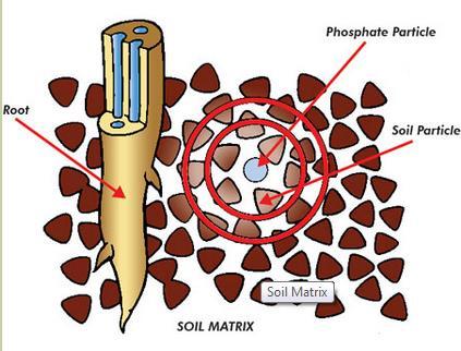 Foszfát kismértékben mozgékony a talajban és közel kell elhelyezni a gyökerekhez, hogy hasznos legyen a növény számára.