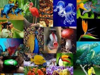 A rendszerezés fontossága - Biológiai diverzitás kezelése Ismert és leírt fajok száma kb.