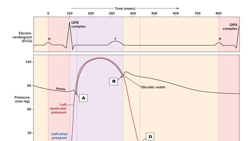~70 ml vért továbbít az aortába (stroke volume[sv]). Ez naponta kb. ~7,5 m 3 térfogatnak felel meg.