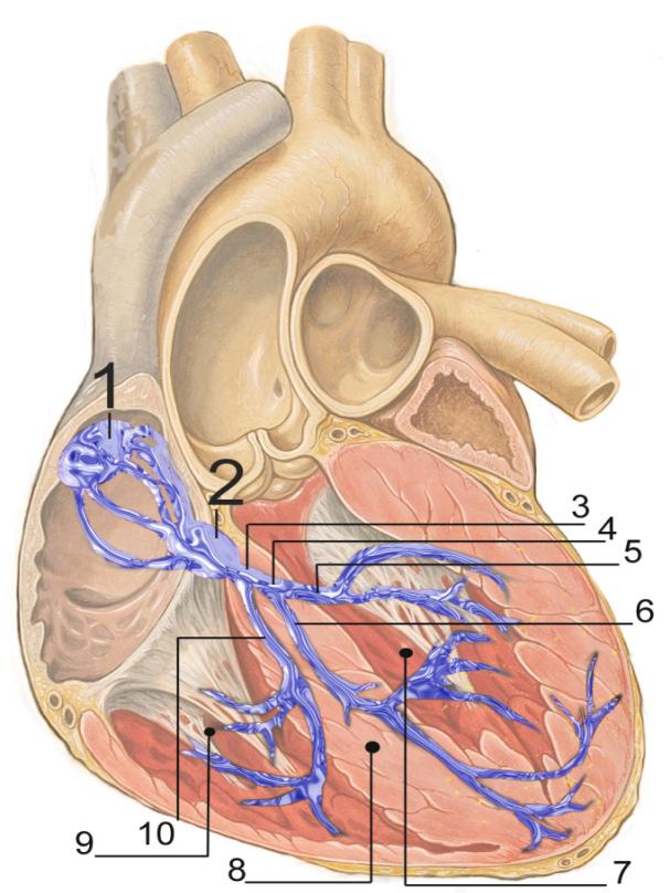 Av csomó: 40-50/min Tawara szárak és Purkinje-rosok: 25-40/min Kamrai myociták: -- 1. Sinuscsomó -- Sinoatrial node (SA) 2.