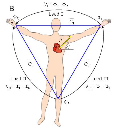 AZ EKG HULLÁMOK POLARITÁSÁNAK KIALAKULÁSA EINTHOVEN FÉLE EKG VÉGTAG ELVEZETÉSEK AZ EINTHOVEN FÉLE HÁROMSZÖG A depolarizáció Einthoven limb leads and Einthoven