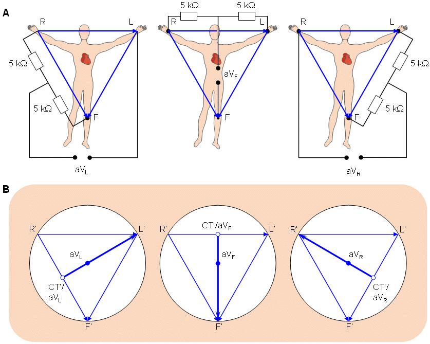 V II= the voltage of Lead II V III= the voltage of Lead III Φ L= potential at the left arm Φ R= potential at the right arm Φ F= potential at the left foot WILSON FÉLE