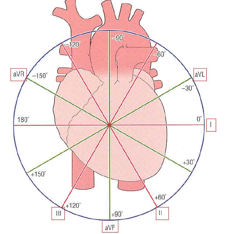 Electric activation of the heart starts at the sinus node and spreads along the atrial walls.