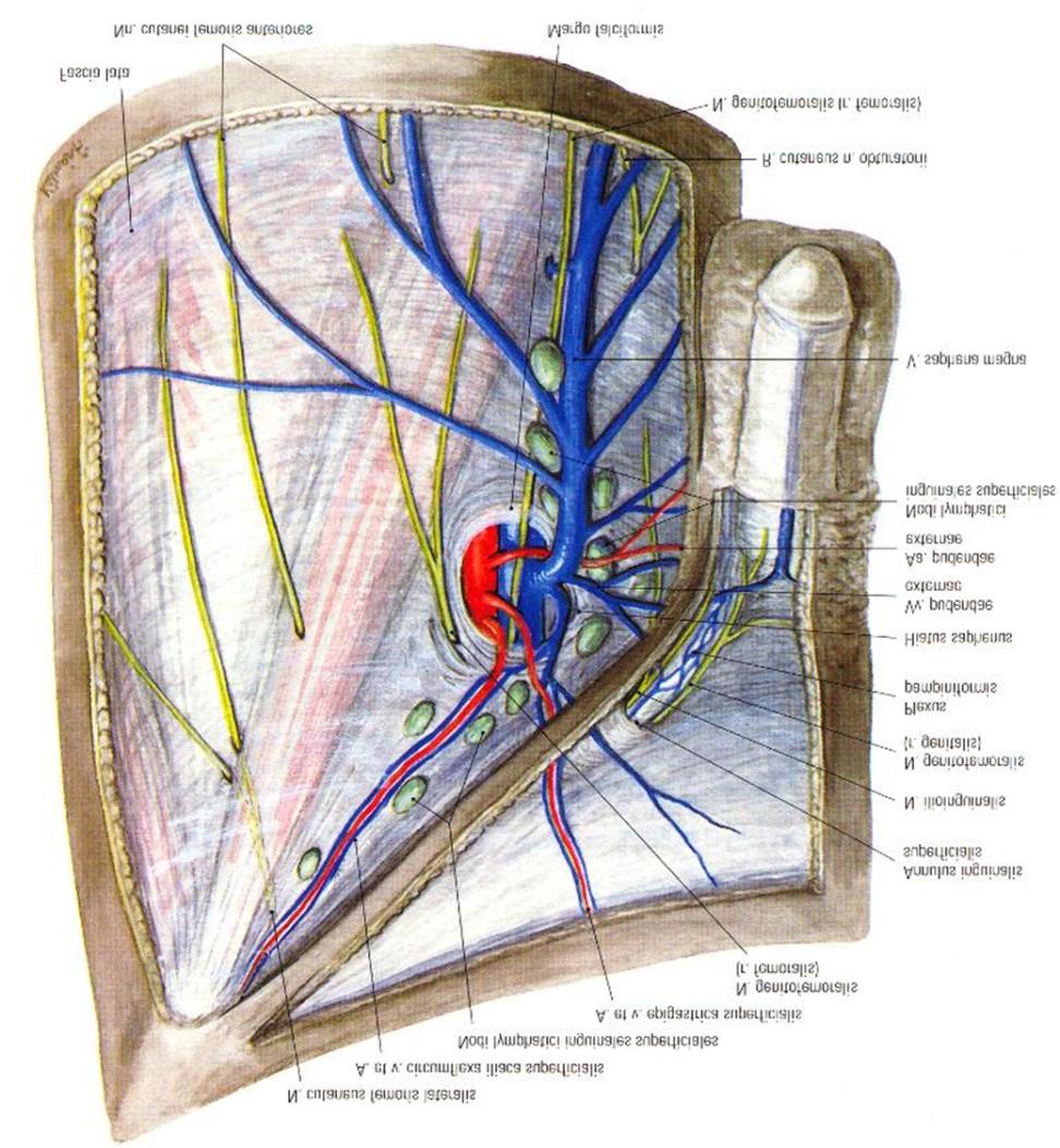 A canalis inguinalis a Poupart-szalag felett található A combon a Poupart-szalag alatti terület a regio subinguinalis, melyben több fontos képlet található: (1