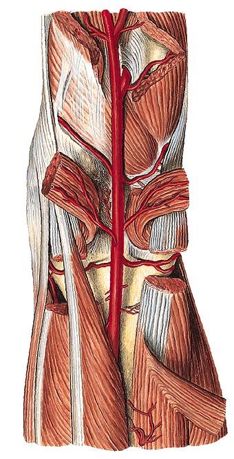 M. semitendinosus M. semimembranosus M. biceps femoris A. genus descendens A. poplitea A. sup. med. genus A. sup. lat.