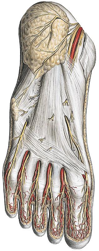 Planta pedis I. Aponeurosis plantaris Sulcus plantaris medialis A. plantaris medialis Vv. plantares mediales N. plantaris medialis Sulcus plantaris lateralis A. plantaris lateralis Vv.