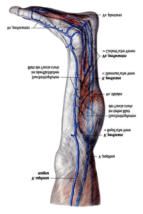 Vénás keringés az alsó végtagon I. A felületes- és mély vénák elkülönülten haladnak, és ket anasztomózisok, az ún. perforáló vénák kötik össze.