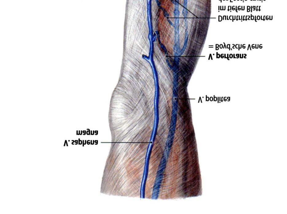 Perforáló vénák a vena saphena magna területén, a