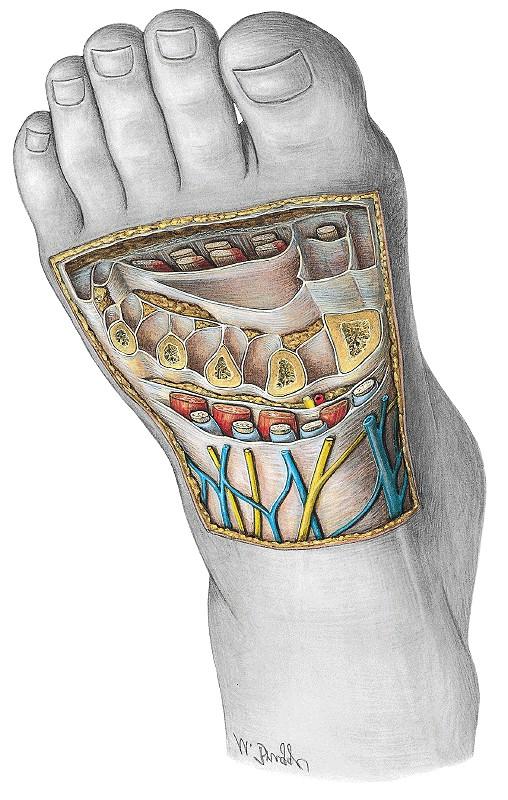 Compartimenta pedis Fascia dorsalis pedis superficialis Fascia