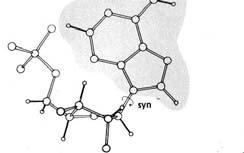 cukor és a bázis gyűrűjének egymáshoz viszonyított helyzete A β-glikozidkötéshez kapcsolódó