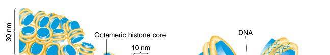 Az örökítőanyag szerveződése a sejtmagban 30 nm kb.